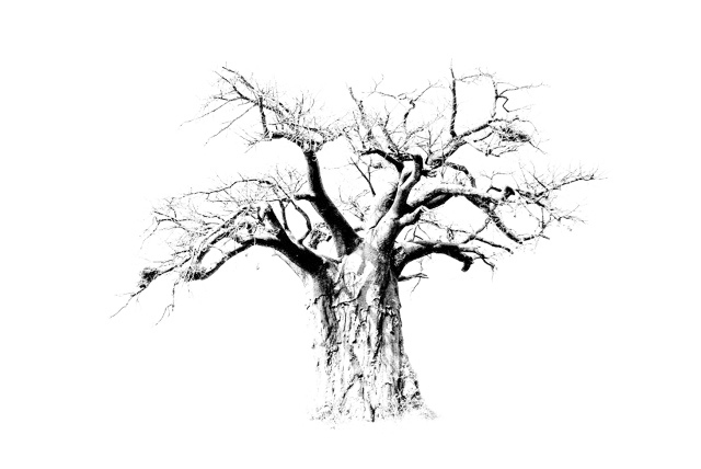 DE163 Wall décor art photographic on canvas nature boabab tree balck & white